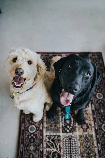 Cute Black and White Dogs