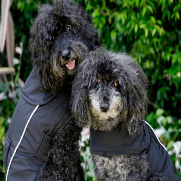 Custom dog best sale jackets australia