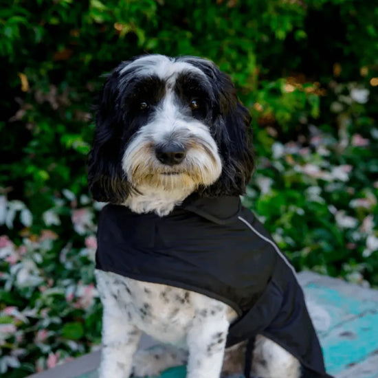 personalised dog coat