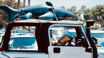 Dog in a car traveling