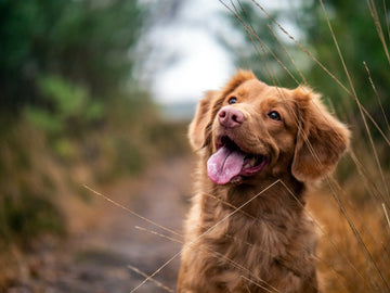 Dog in the field