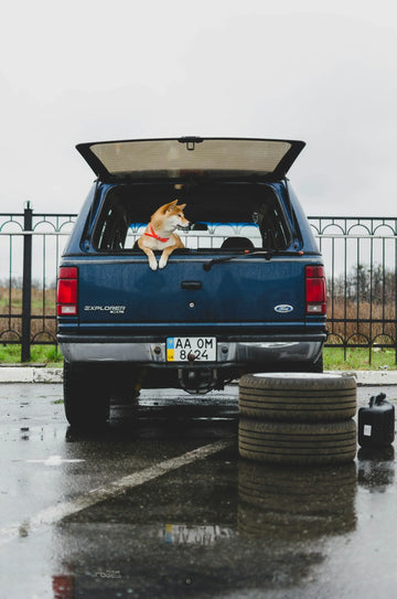 Dog inside a car