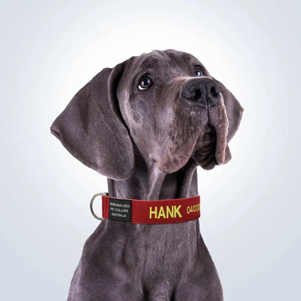 personalised pet collar