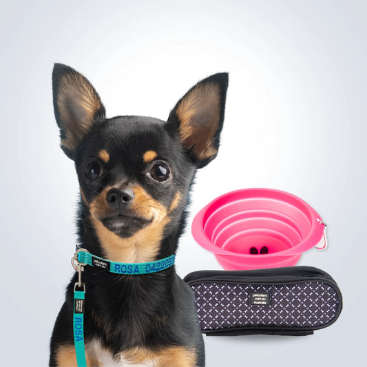 Complete Walking Set for dog small