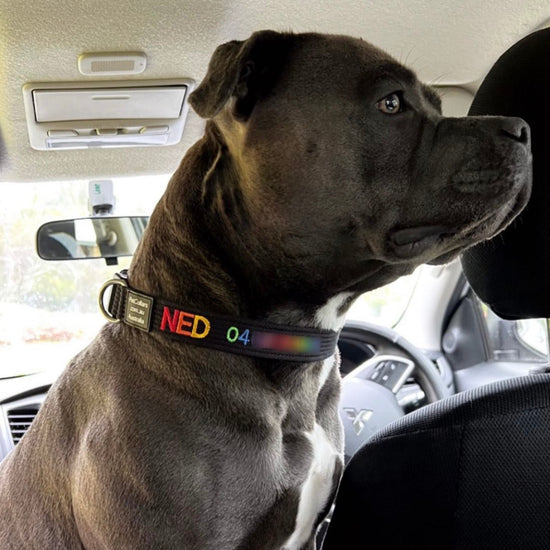 rainbow embroidered pet collar