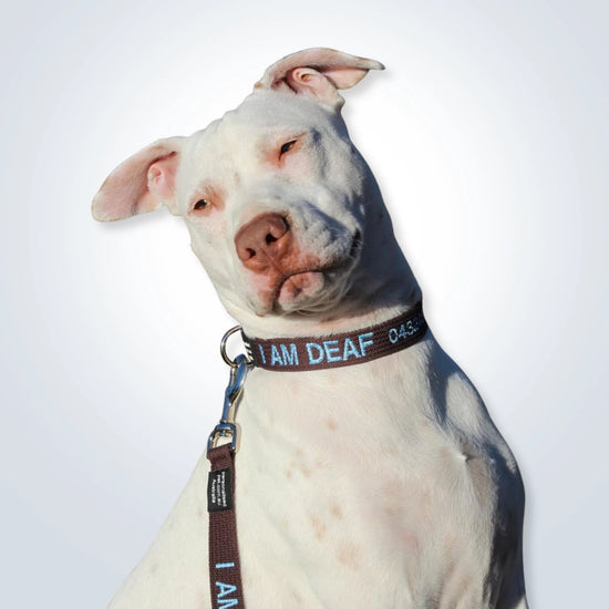Matching collar and lead with candy stripe embroidery