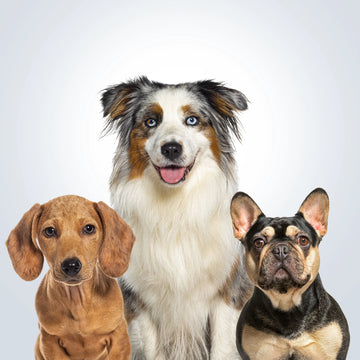 Dog collar colour swatches – 300+ combinations to choose from