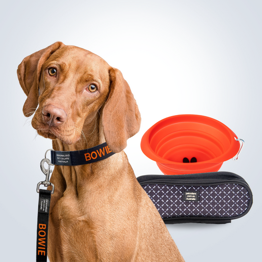 Complete Walking Set for dog large