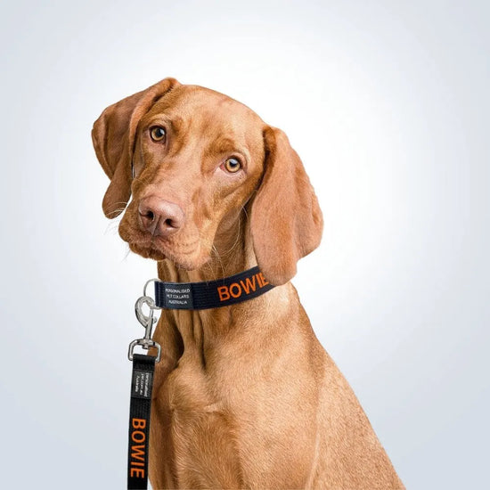 personalised pet collar and lead