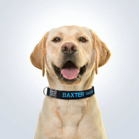 personalised pet collar