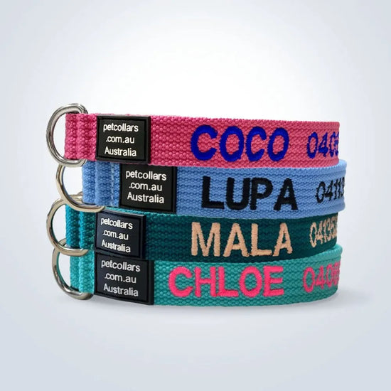 pet collar with name