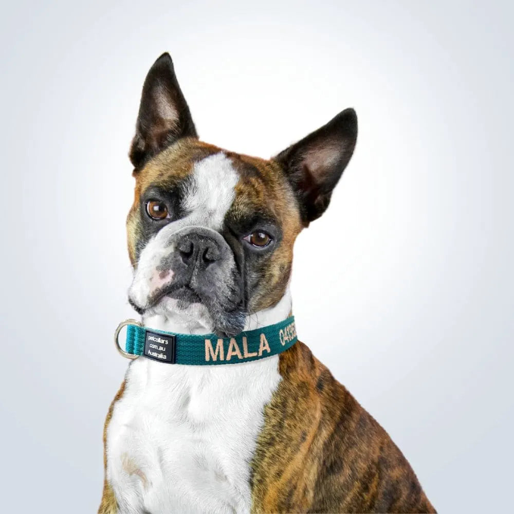 Featured Pet Bundles & Essentials