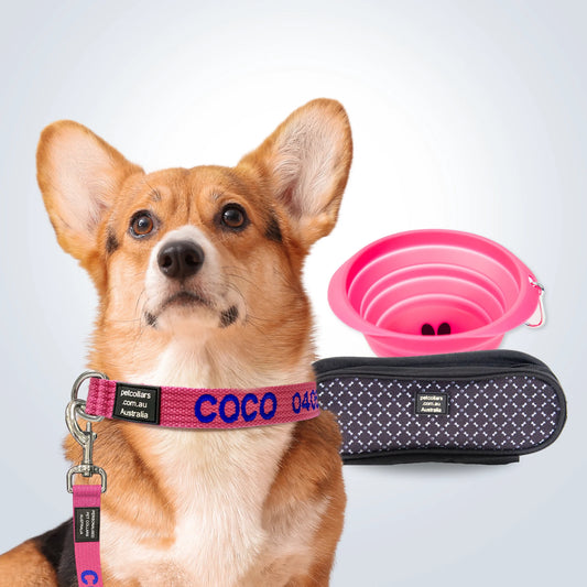 Complete Walking Set for dog