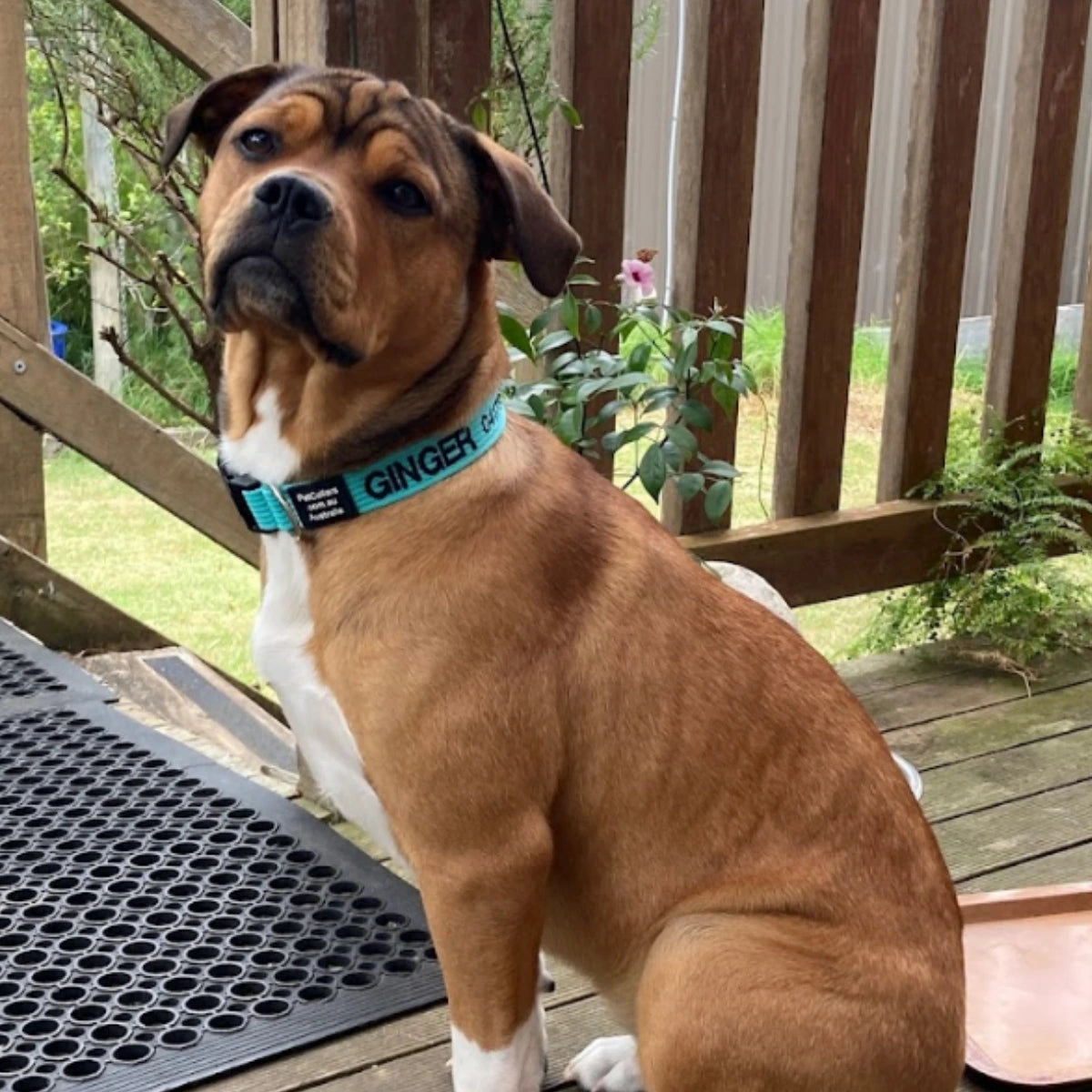 Reviewer's dog wearing a PetCollars collar