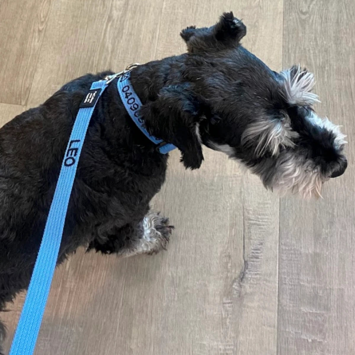 Reviewer's dog wearing a PetCollars collar