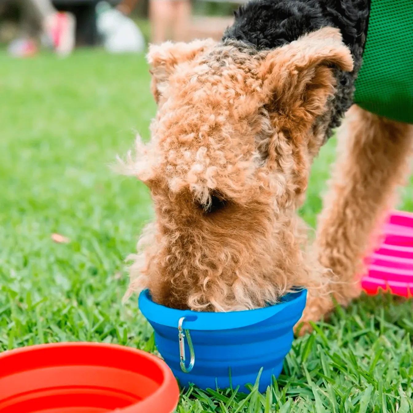 collapsible pet bowl