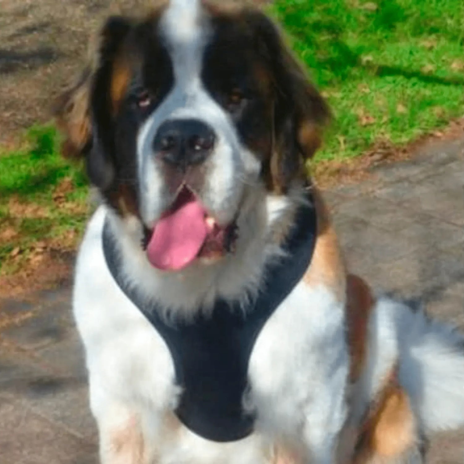 Soft Pet Harnesses