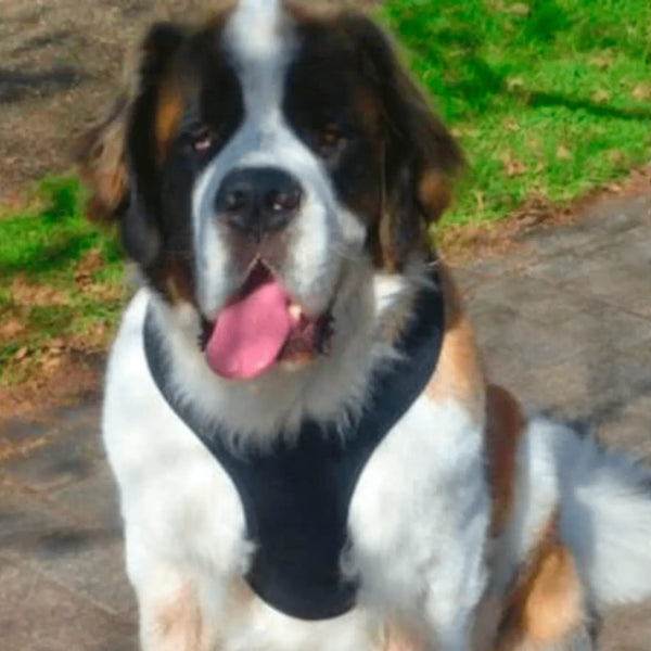 St bernard outlet harness