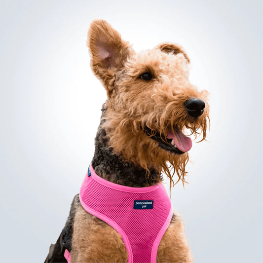 A Dog Harness With Name of Your Pup PetCollars