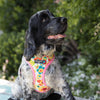 dog harness with name