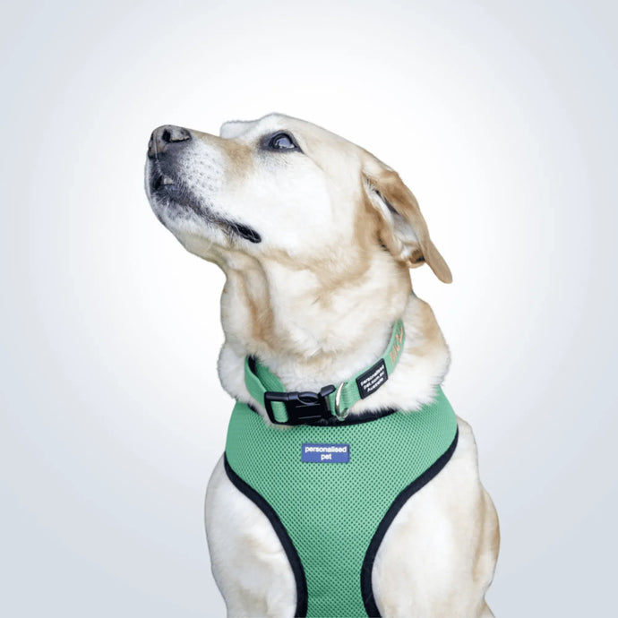 personalised pet harness