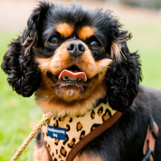 personalised pet harness