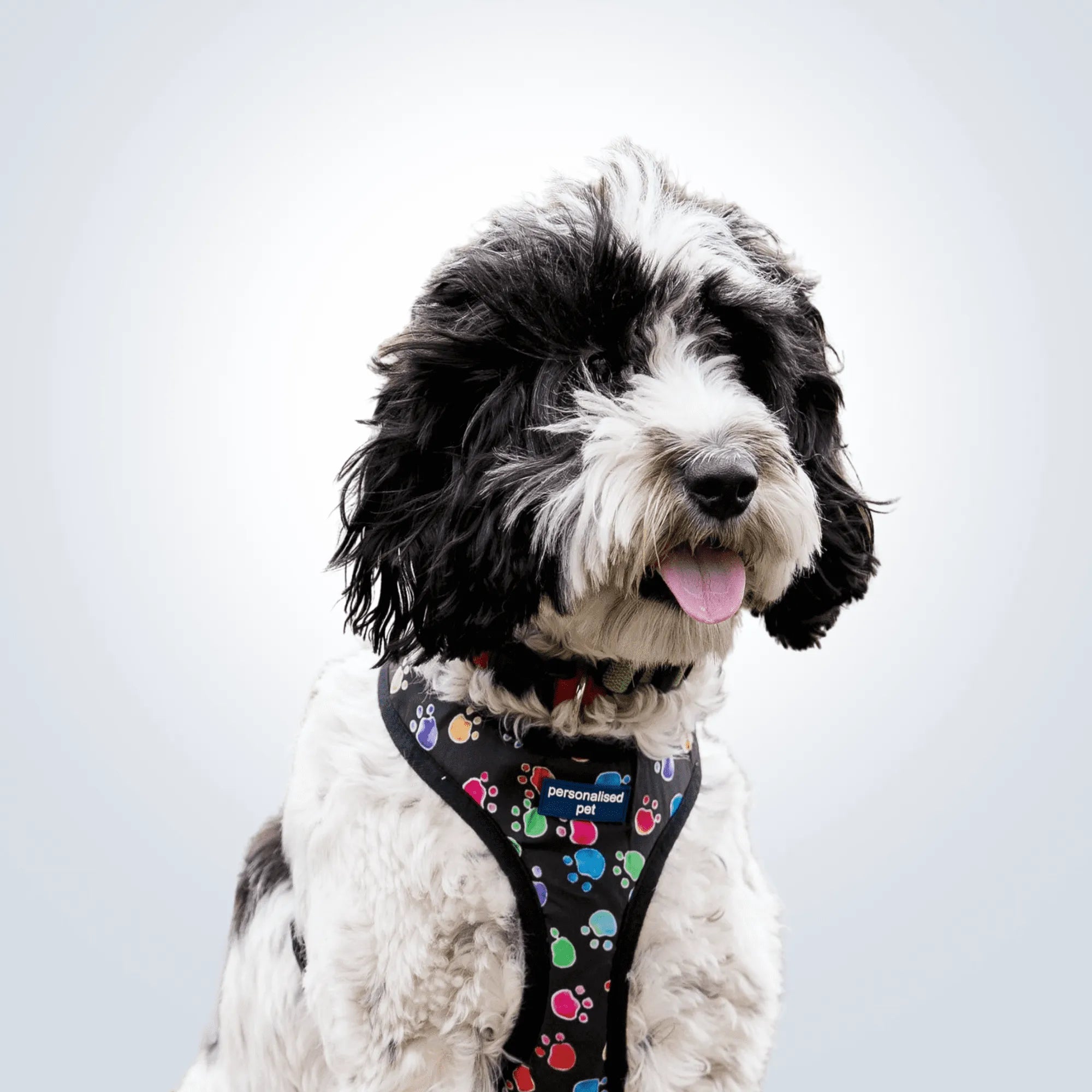 Personalized dog harness hot sale embroidered