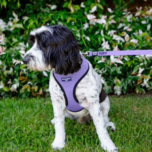 pet harness with name