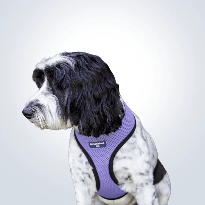 A Dog Harness With Name of Your Pup – PetCollars.com.au