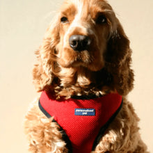 Load image into Gallery viewer, dog harness with name