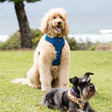 dog harness with name