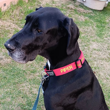 Pet collars