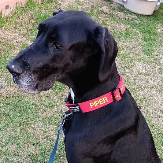 Pet collars
