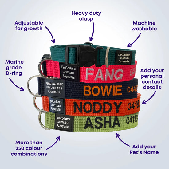 personalised pet collars