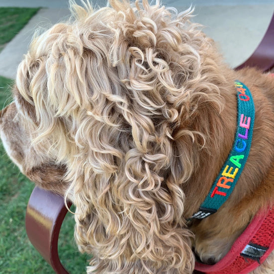 rainbow embroidered pet collar