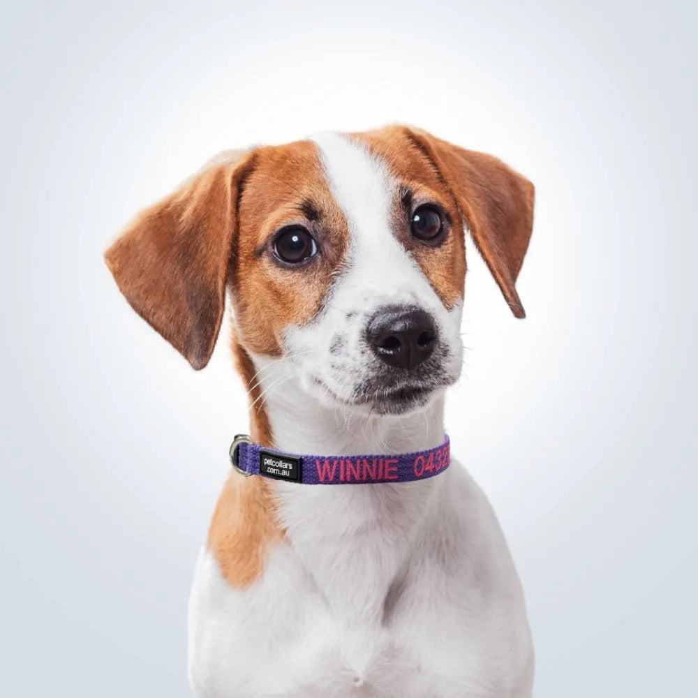 Small dog wearing a purple Small personalised dog collar with the name WINNIE embroidered in