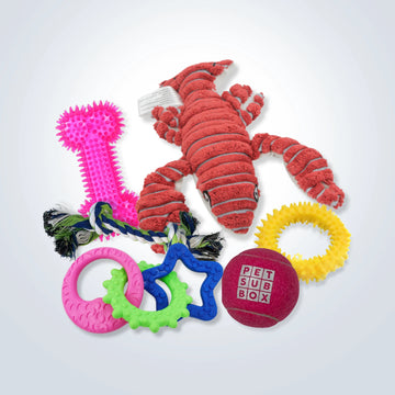 Small Dogs Toy Bargain Bundle