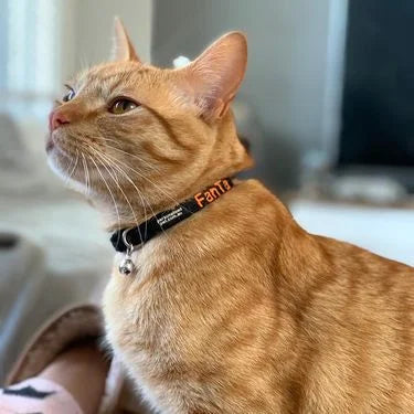 Reviewer's dog wearing a PetCollars collar
