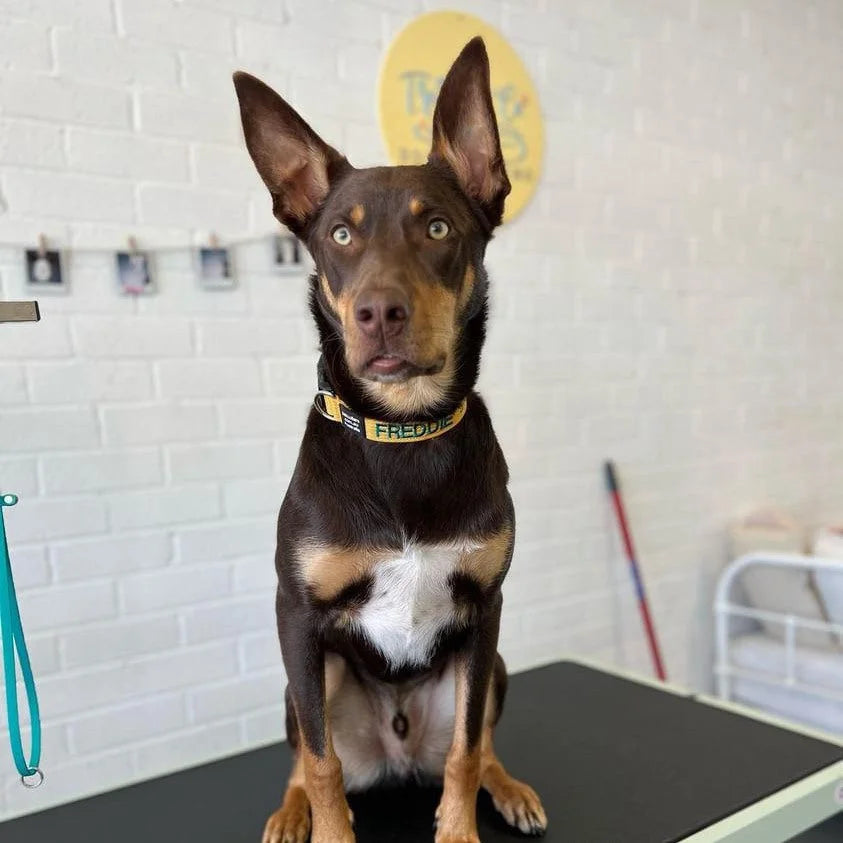Reviewer's dog wearing a PetCollars collar