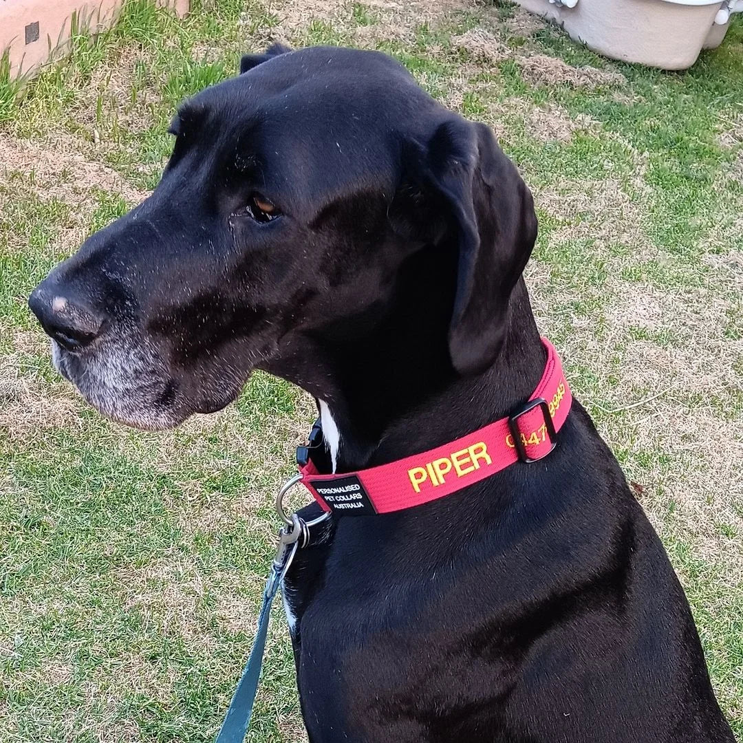 Reviewer's dog wearing a PetCollars collar