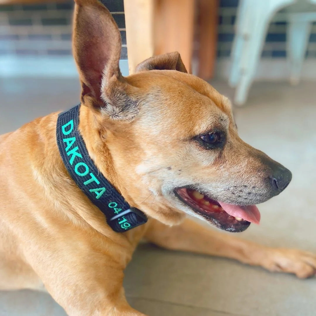 Customer dog wearing a personalised PetCollars collar
