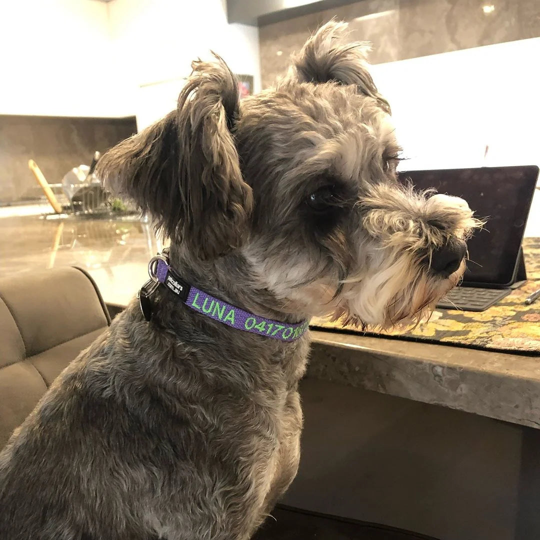Customer dog wearing a personalised PetCollars collar