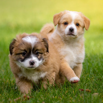 Trusted by Pet Lovers Across Australia