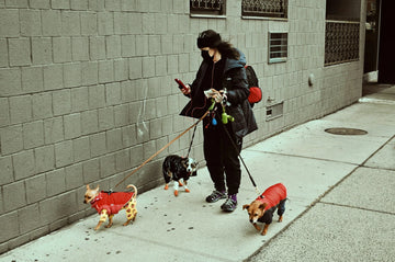 Taking dogs for a walk