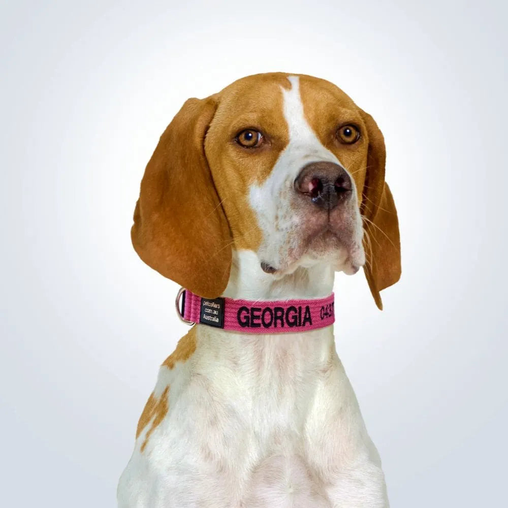 personalised pet collar
