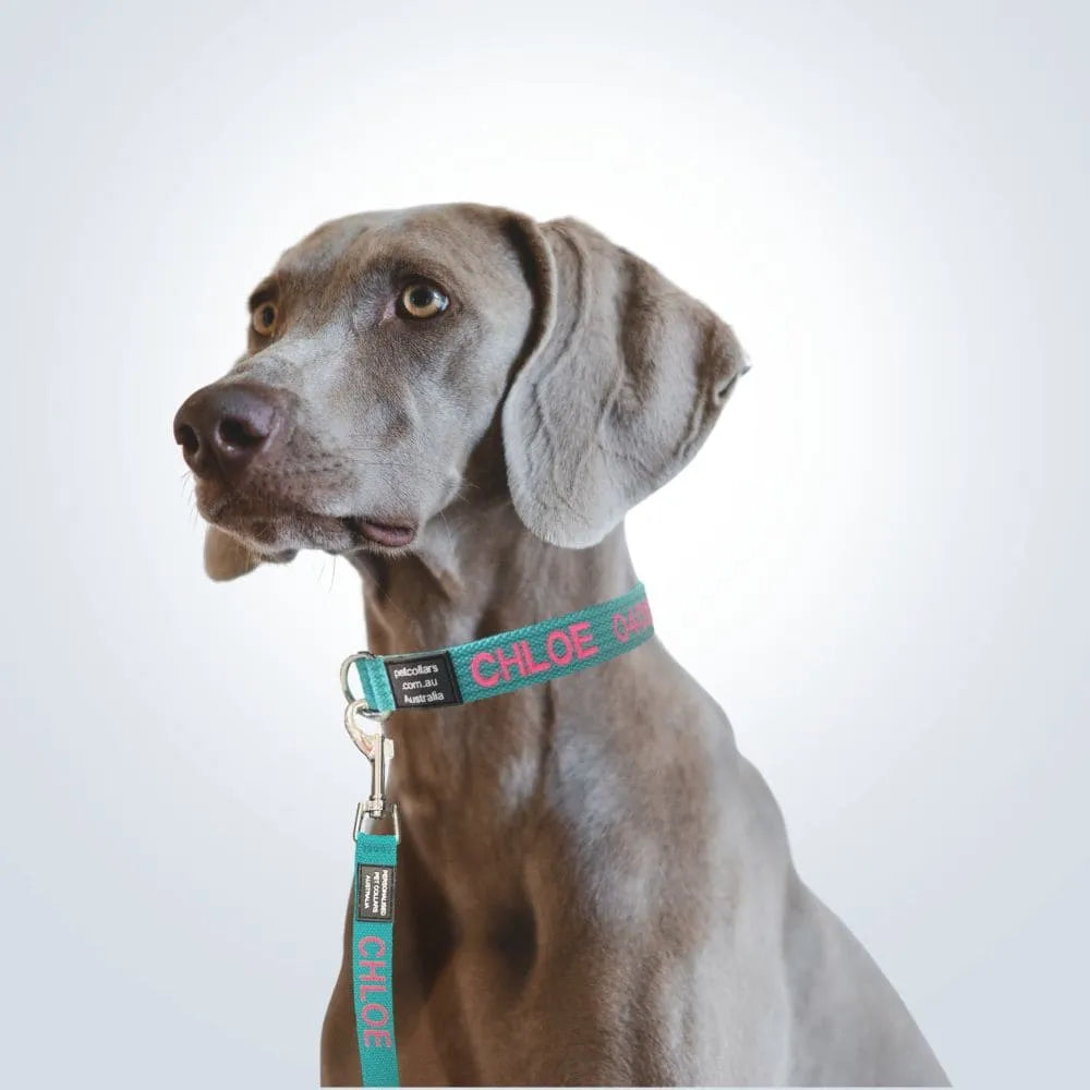 personalised pet collar and lead