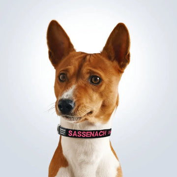 personalised pet collar