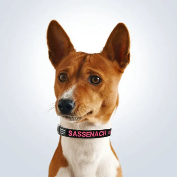 customised pet collar