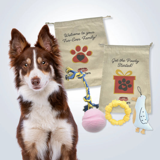 Signature Gift Set for Medium Dogs with toys and gift bag