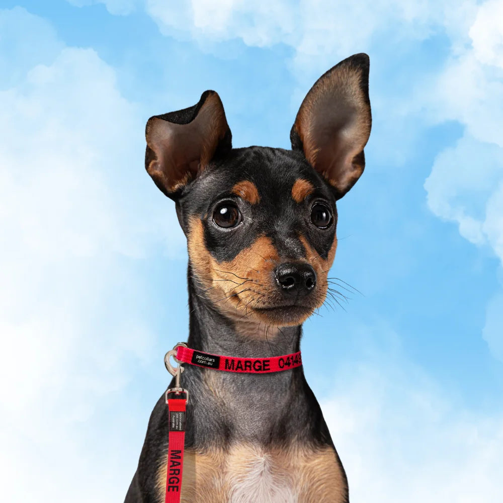 Collar & Lead Bundles